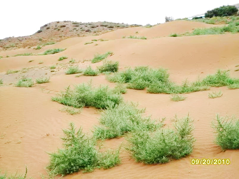 沙蓬特異葉片結(jié)構(gòu)與表皮毛水分調(diào)控作用研究獲進展